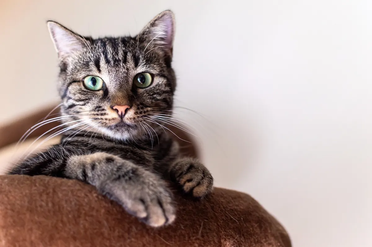 Pet-Safe Indoor Plants: 10 Cat and Dog Friendly Options for UK Homes